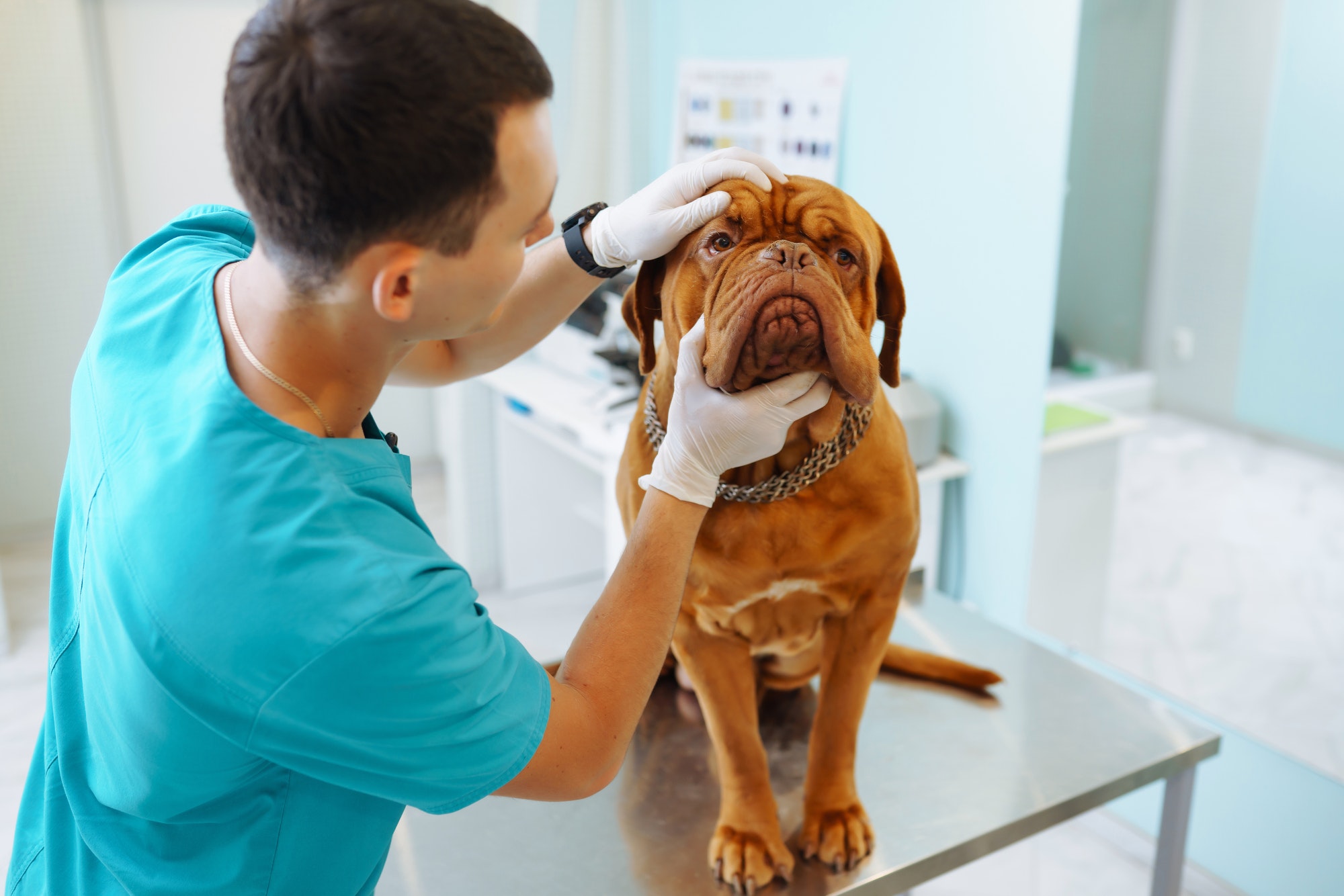 Young man veterinarian examining dog on table in veterinary clinic. Medicine,animals, health care