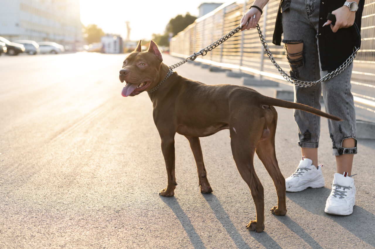 Guia é essencial para passeios seguros com cães, alerta campanha