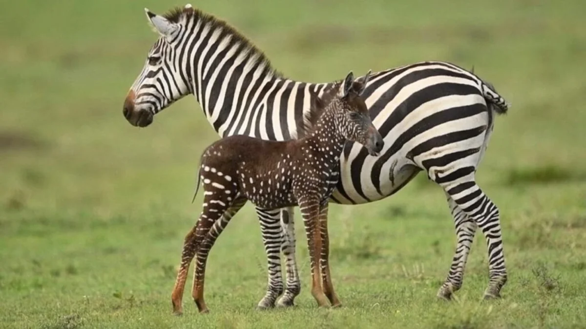 Zebra chama atenção no Quênia por aparência única