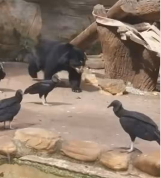 Ministério Público investiga possível caso de maus-tratos no Zoológico de Sorocaba